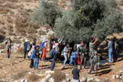 צילום: Flash90 סוגיית מסיק עצי זית שנטעו ערבים