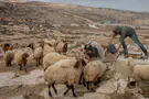 Jewish shepherd demands compensation from Haaretz