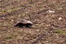 A Honey Badger caught on camera