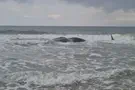 Carcass of sperm whale washes ashore at Zikim beach