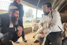 רבני ישיבת הר הבית בבדיקת כבשים לפסח