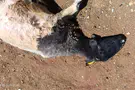 Water cisterns contaminated in Binyamin; sheep harmed