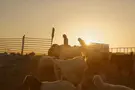 שקל ביום למען אחיזת הקרקע