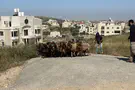 עדר שנגנב מחוות צור לבבי אותר בכפר ערבי