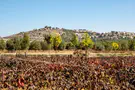 Binyamin Region town gets final name change approval