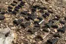 Extensive network for smuggling weapons and drugs uncovered