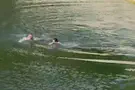 צילום: דוברות צפו: צבי סוכות קופץ למים בבריכות שלמה