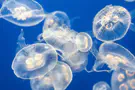 All you need to know about jellyfish stings