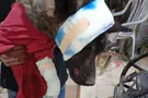 אישום נגד הנער שהתעלל בכלב - ושתק בחקירה