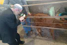Mikdash Institute Rare red heifer born at a dairy farm in the Galilee