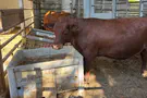 Red Heifer Research Center, Shiloh Technological race to save red heifers in Shiloh