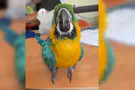 Binyamin Council Spokesperson Lost parrot found in Binyamin region