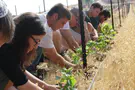Tonight Is It - Last Hours to Plant Before Tu B'Av Ends