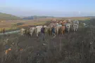 Police spokesperson 80 cattle seized after disrupting IDF training