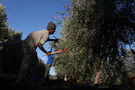 צילום: פלאש 90 «Предвыборный сбор урожая»