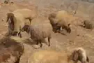 Severe poisoning attack kills nine sheep, shepherding dog