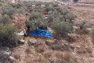 Vast majority of olive harvests proceed peacefully