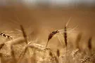 Acknowledging God: How does one connect to the light of Shavuot?