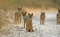 'Unusual new predator': Jackals attack humans in northern Israel
