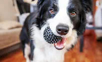 'Nutty Professor': White supremacy leads to humane dog treatment