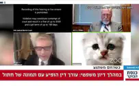 אדוני השופט, אני לא חתול