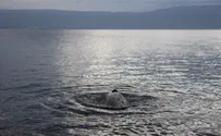 Непогода заполнила бассейн Кинерета