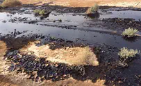 Israel bans polluted sea products after oil spill