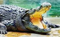 Watch: Crocodile attempts to swallow drone