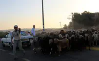 ראש כבש למחצית השקל   