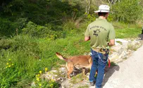 IDF, police, and Israel Dog Unit push searches into second week