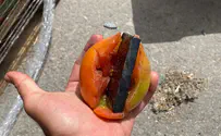 הבודקים מצאו: עגבניות שוות זהב