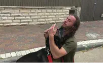 Police rescue stolen service dogs