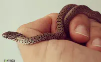 כך תתמודדו עם נחש בבית