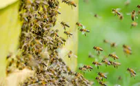 הזוי: הדבורים השתלטו על הרכב