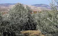 Olive Grove For Sale