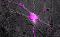 Brain research gets a boost from mosquitoes