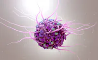 New immune players involved in metabolic liver disease