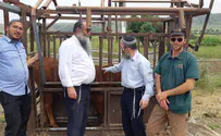 יבוא עוברים מוקפאים של פרה אדומה