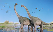 iStock '92-96 mil-years-old:' Largest dinosaur unearthed in Australia