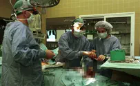 Animal-human hybrid-organs could solve transplant issues