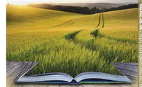 Observing the mitzvah of shmitta with Otzar Beit Din