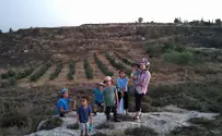 כוחות הביטחון הרסו את הכרמים בעמונה
