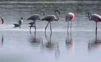 צפו: פלמינגו באגמון החולה