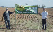 צילום: ועד הרבנים לרכוש קרקע בארץ לשנת השמיטה