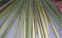 Choosing a proper lulav