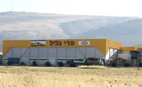 הברוקולי שמסעיר את עולם הכשרות
