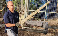 Israeli scuba diver discovers 900-year-old Crusader sword