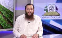 האם מותר להחזיר פירות שביעית לשכנים?