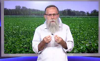 כך נחבר את הילדים לערכי השמיטה