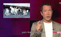 מי תקצב את החתולים בעבר? בנימין נתניהו